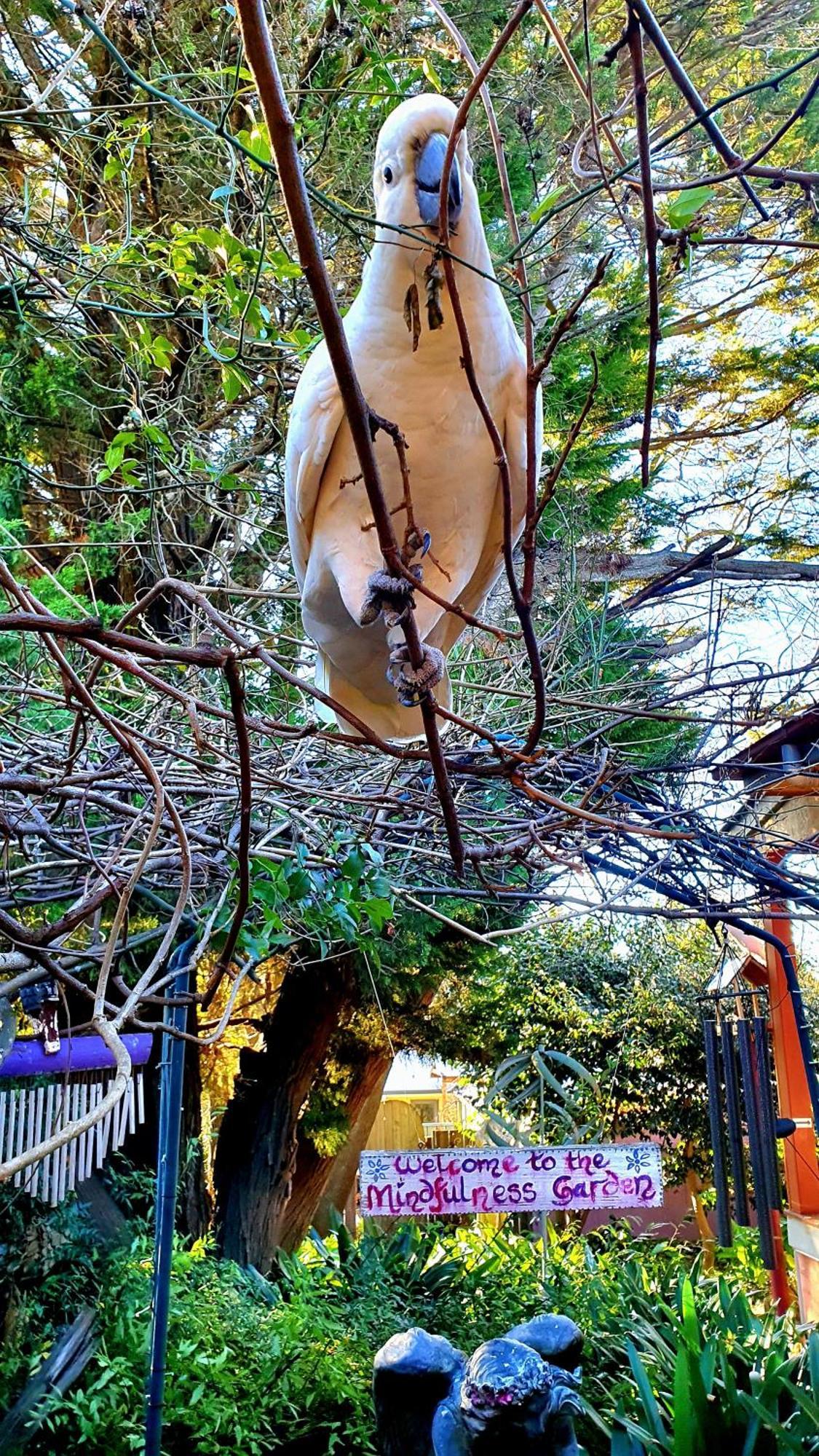 Bowral Road Art Gallery Bed And Breakfast Mittagong Zewnętrze zdjęcie