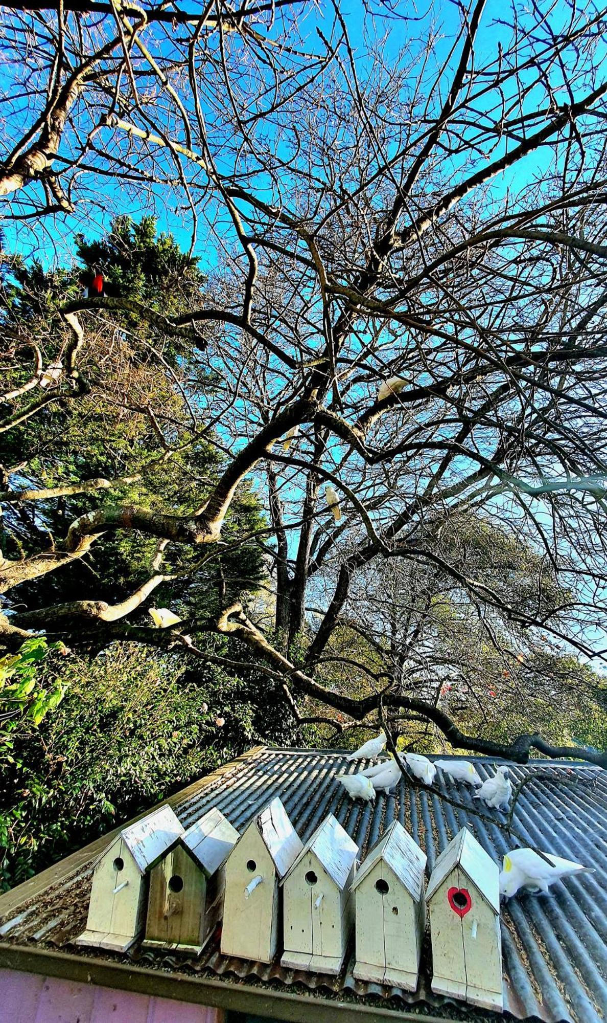 Bowral Road Art Gallery Bed And Breakfast Mittagong Zewnętrze zdjęcie